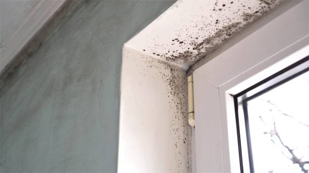 Best Post-Flood Mold Remediation in Centerville, OH