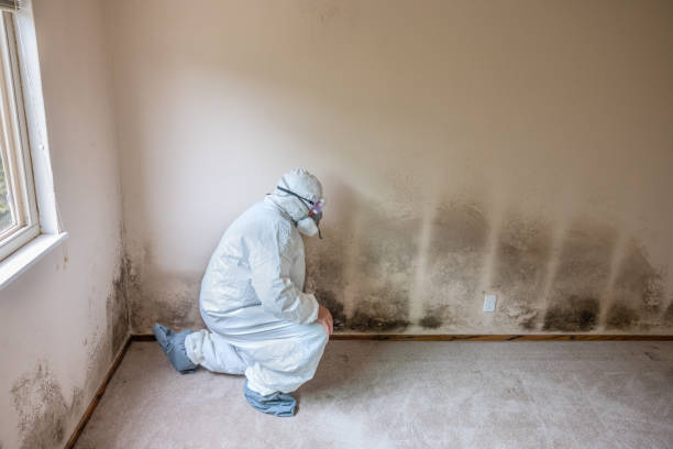 Best Industrial Mold Remediation in Centerville, OH