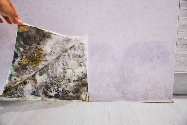 Best Post-Flood Mold Remediation in Centerville, OH